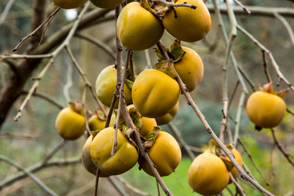 Kaki (Diospyros kaki 'Vaniglia')