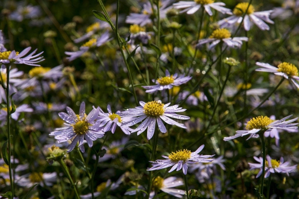 Zomeraster (Kalimeris Incisa 'Charlotte')