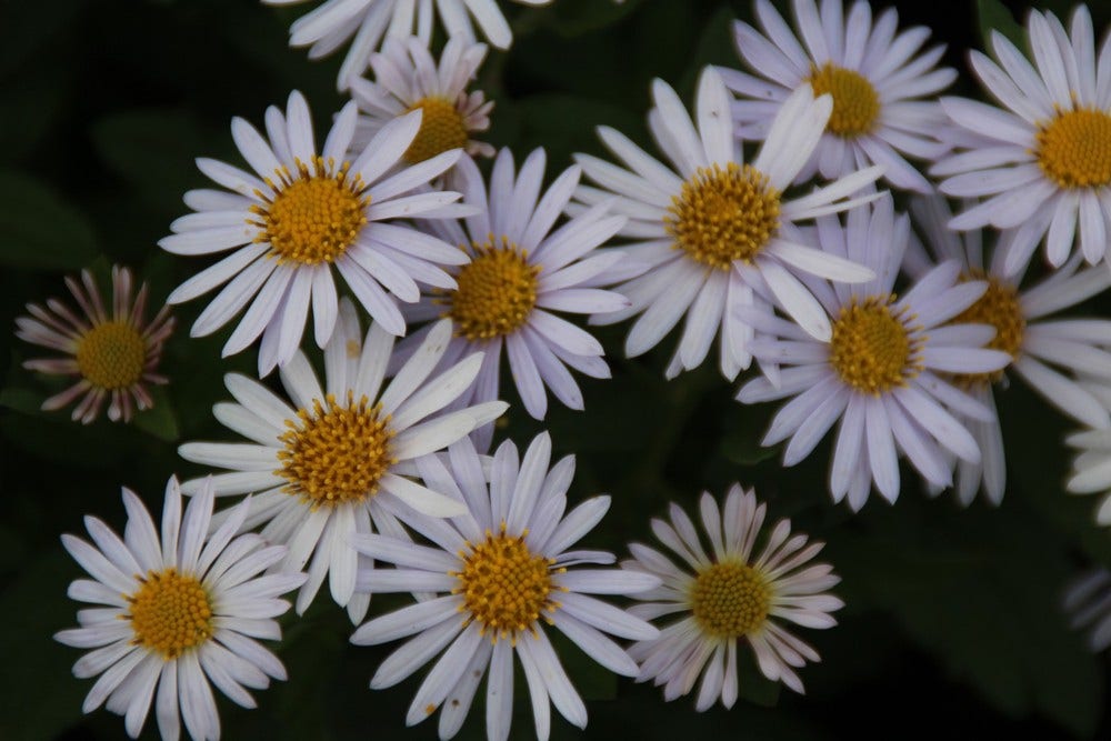 Zomeraster (Kalimeris incisa 'Madiva')