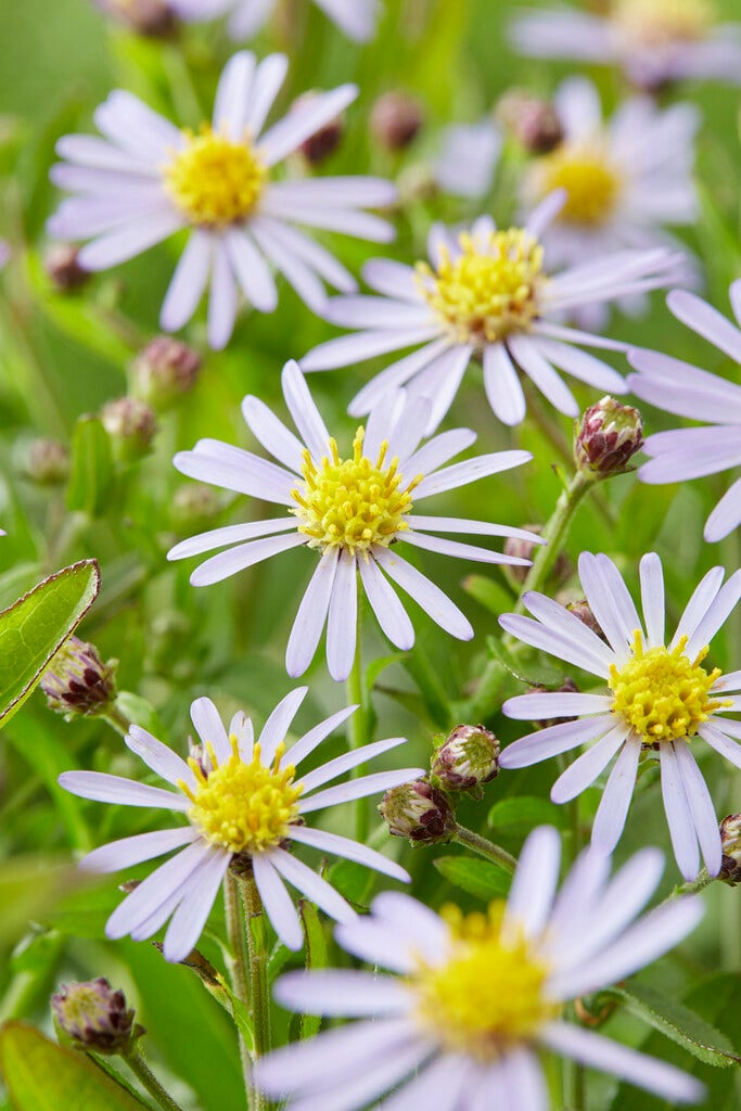 Zomeraster (Kalimeris incisa 'Nana blue' )