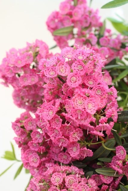 Lepelboom (Kalmia angustifolia 'Rubra')