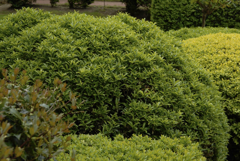 Kardinaalsmuts (Euonymus jap. 'Microphyllus')