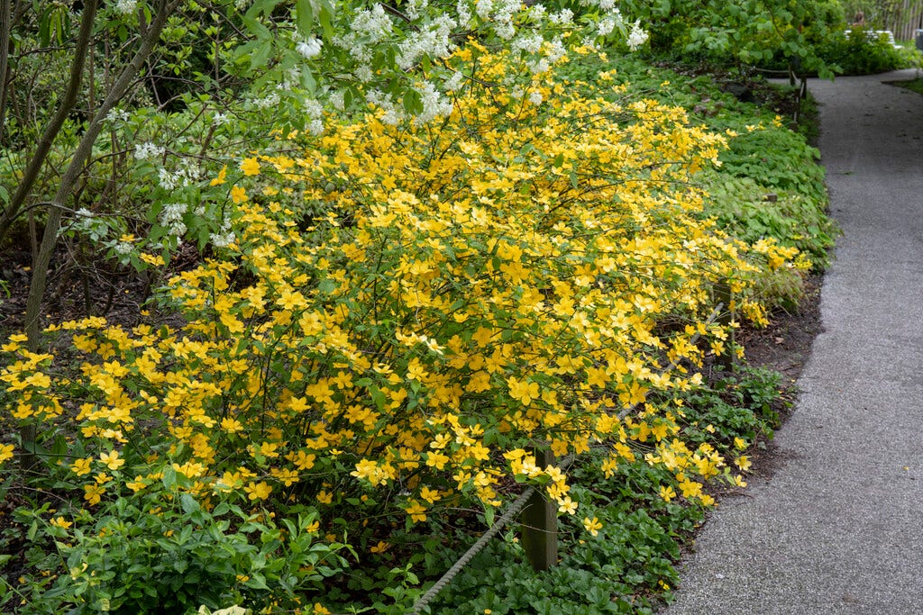 Ranonkelstruik (Kerria japonica)