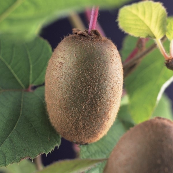 Kiwiplant Actinidia chinensis 'Solissimo'