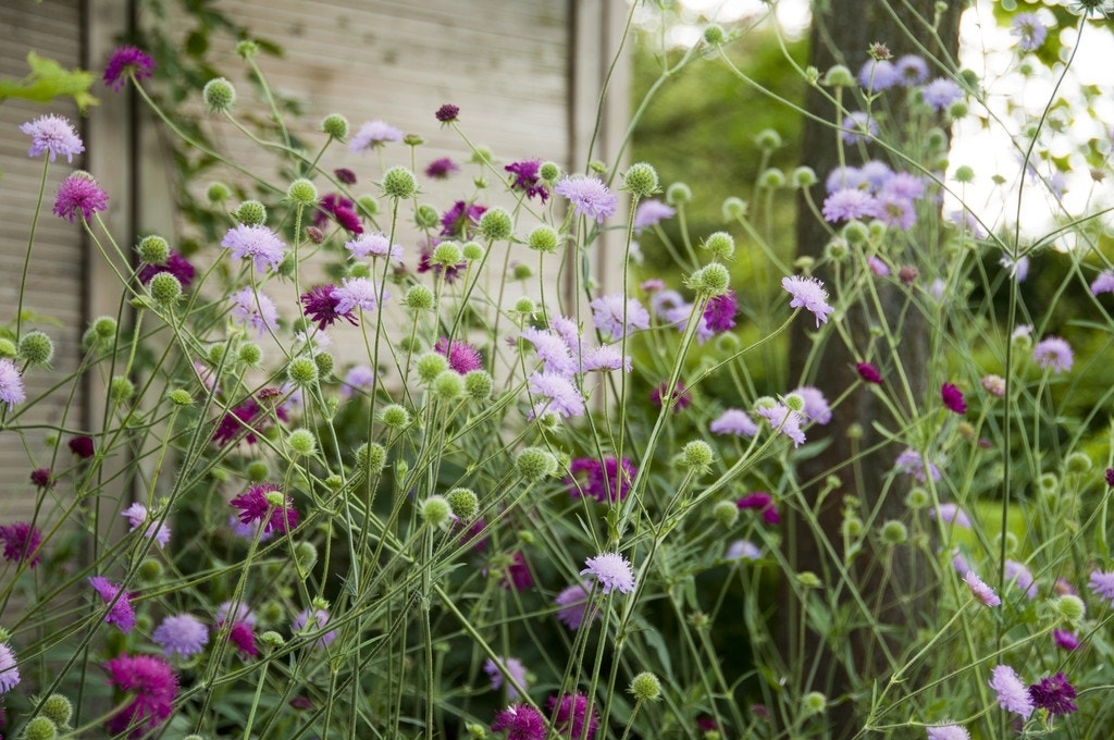 Beemdkroon (Knautia macedonica 'Melton Pastels')