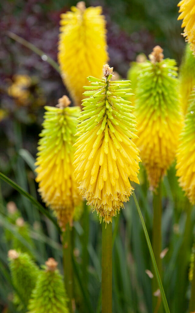 Vuurpijl (Kniphofia 'Bees Lemon')