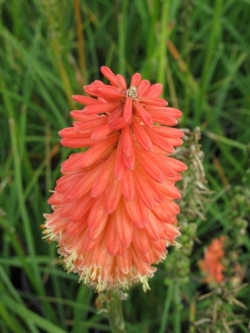 Vuurpijl/Fakkellelie (Kniphofia uvaria 'Flamenco')