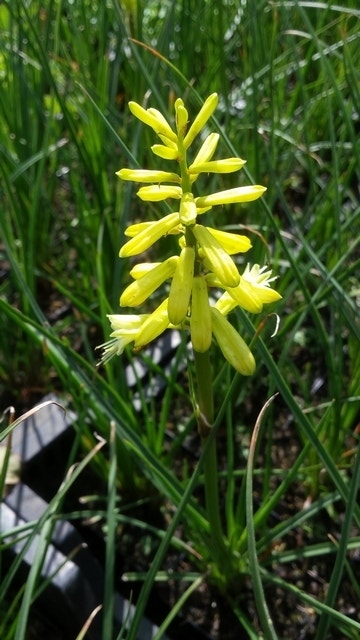 Vuurpijl/Fakkellelie (Kniphofia 'Lemon Popsicle')