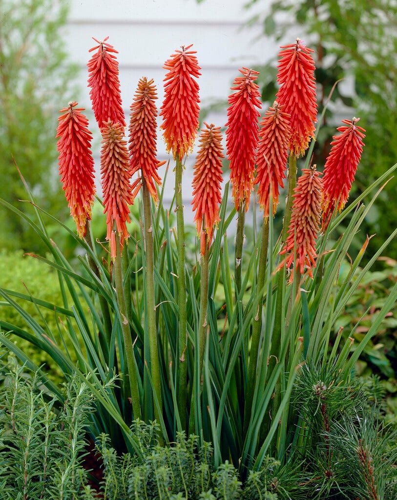 Vuurpijl (Kniphofia 'Nancy Red')