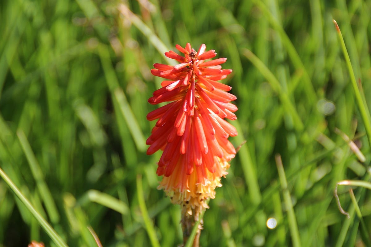 Vuurpijl/Fakkellelie (Kniphofia 'Papaya Popsicle')