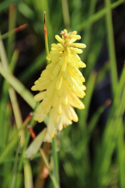 Vuurpijl/Fakkellelie (Kniphofia 'Pineapple Popsicle')