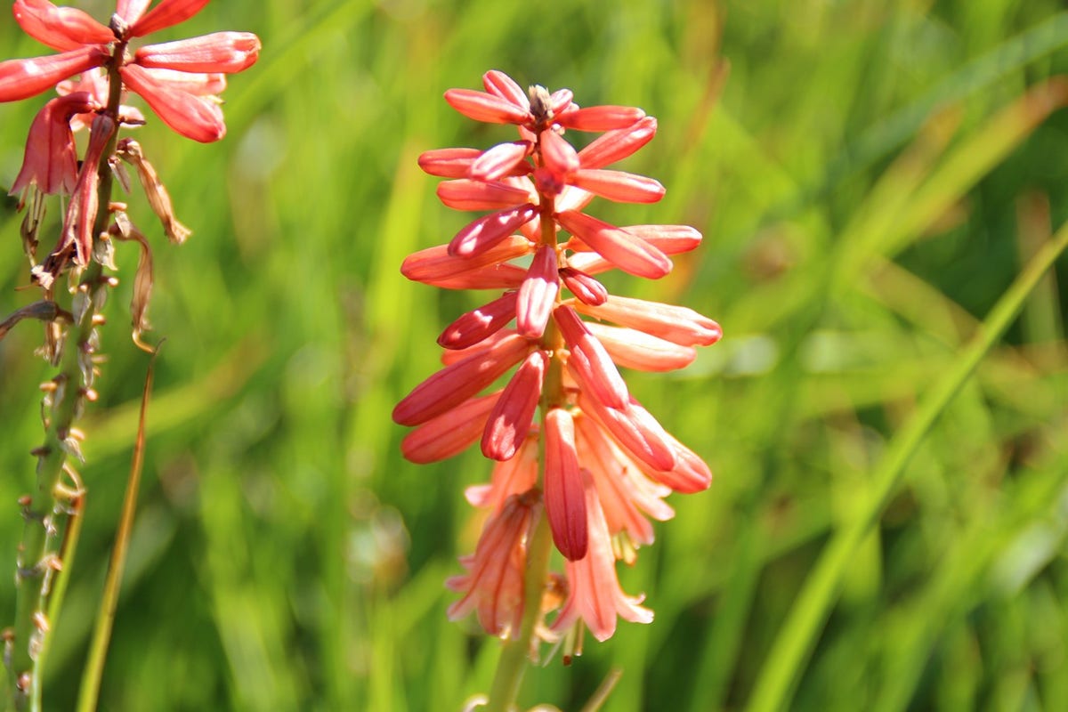 Vuurpijl/Fakkellelie (Kniphofia 'Redhot Popsicle')