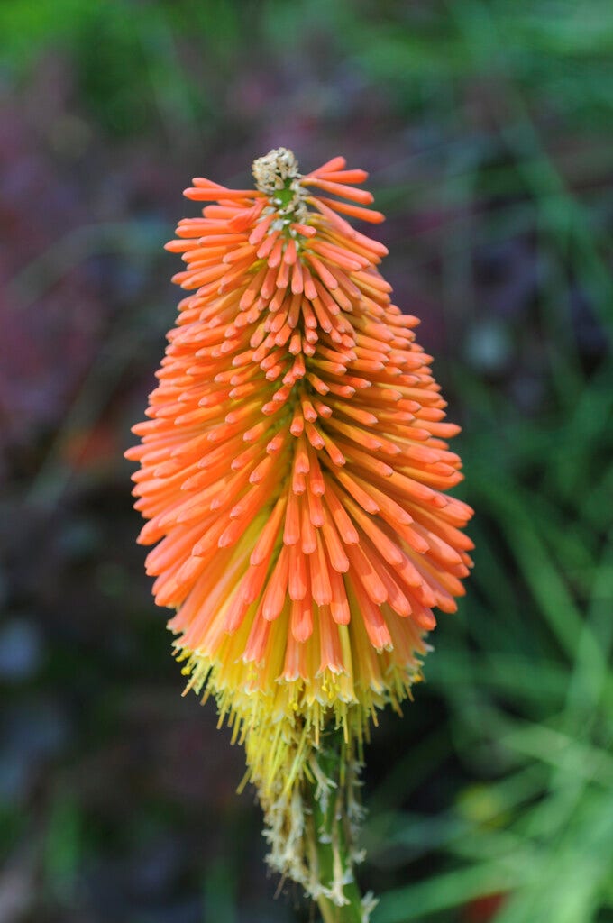 Vuurpijl (Kniphofia uvaria)