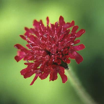 Beemdkroon (Knautia macedonica)