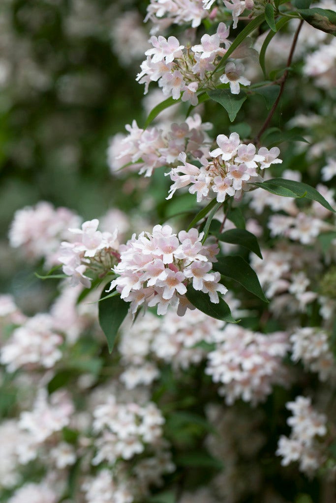 Koninginnenstruik (Kolkwitzia amabilis)