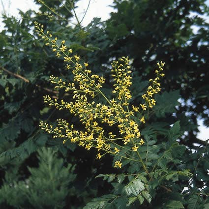 Zeepboom (Koelreuteria paniculata)