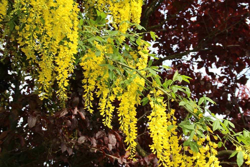 Gouden regen, struik (Laburnum watereri 'Vossii')