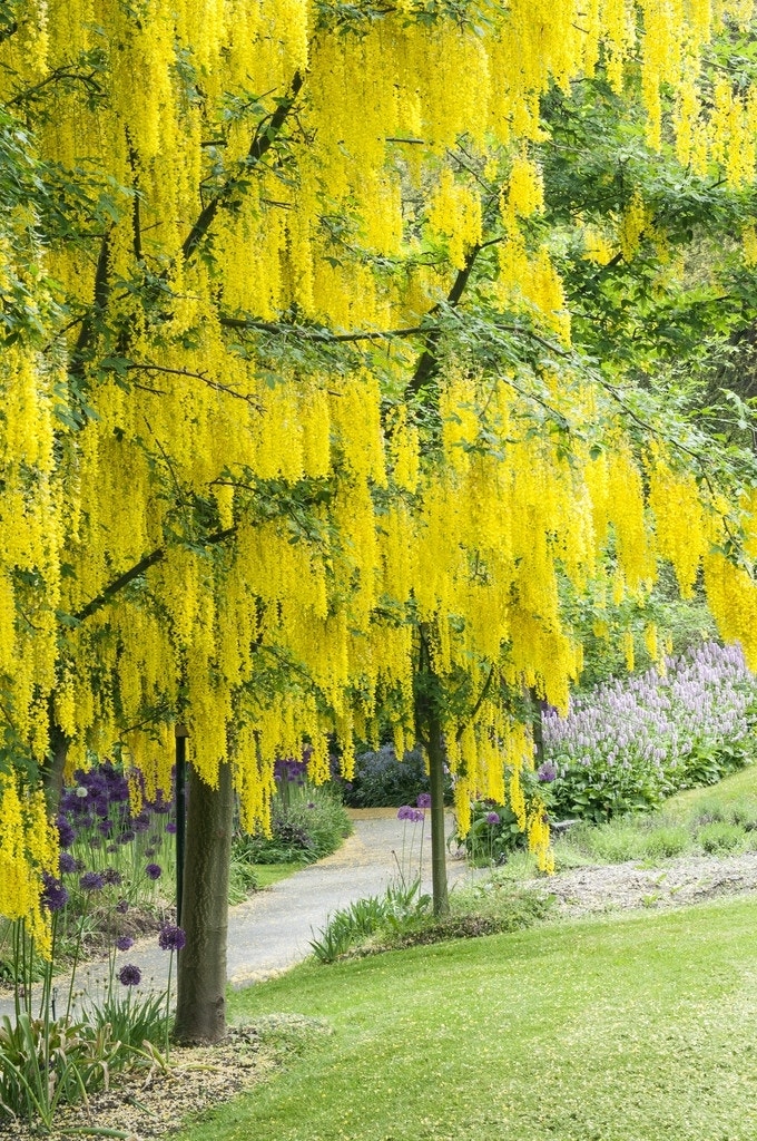 Gouden Regen als boom (Laburnum watereri 'Vossii')