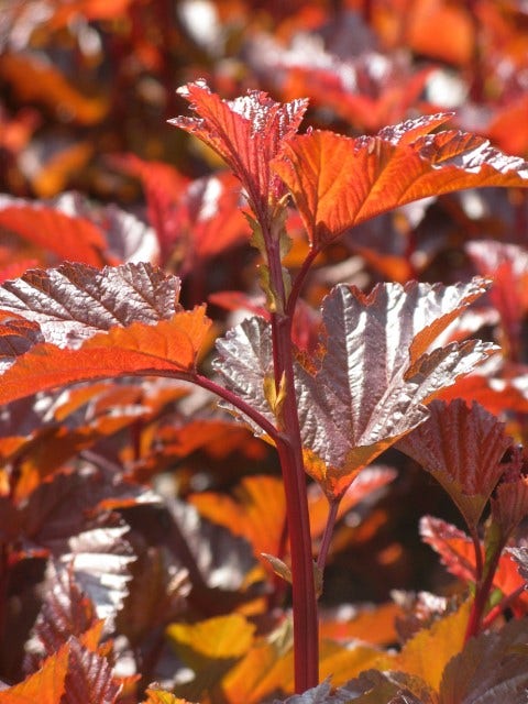 Blaasspirea (Physocarpus opulifolius 'Lady in Red')