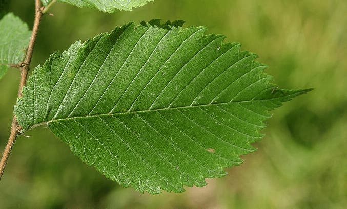 Fladderiep, bosplantsoen (Ulmus laevis)