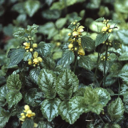 Gele dovenetel (Lamiastrum galeobdolon)