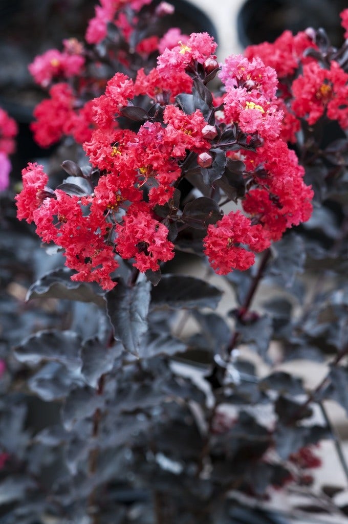 Lagerstroemia als halfstam (Lagerstroemia 'Black Diamond Best Red')