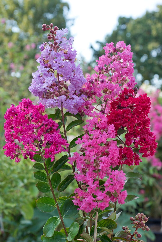 Lagerstroemia (Lagerstroemia indica 'Red Imperator')