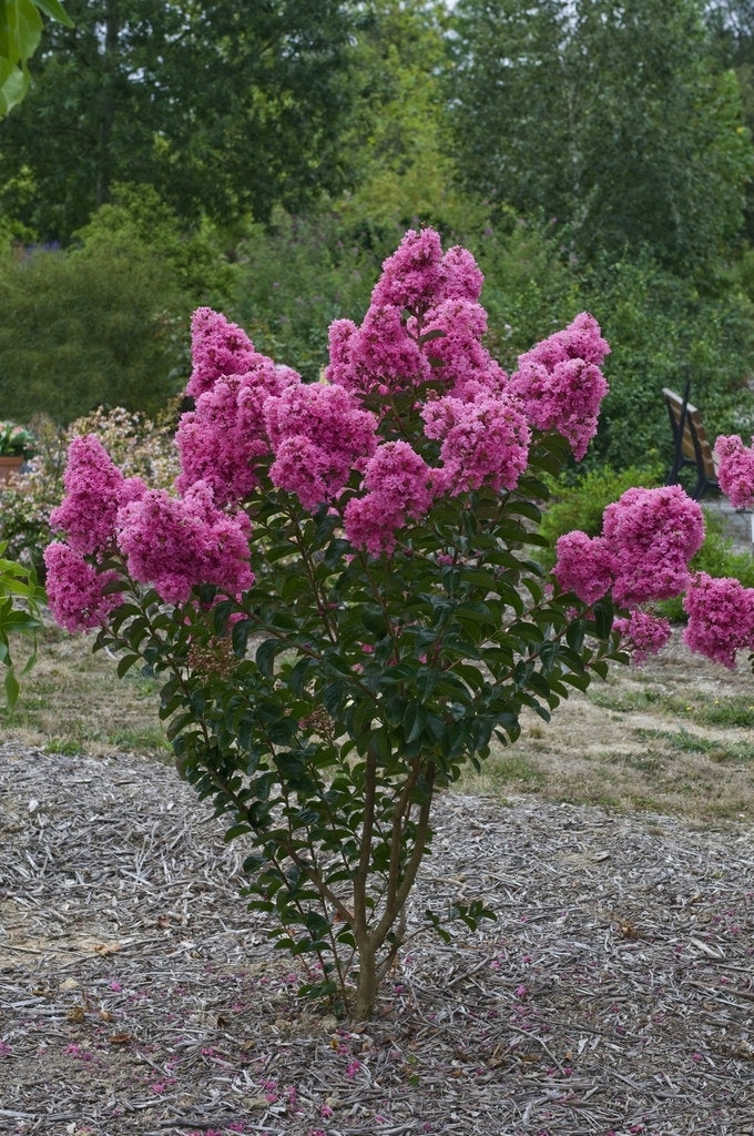 Lagerstroemia roze (Lagerstroemia indica)