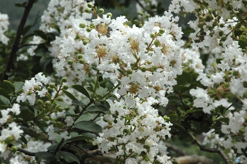 Lagerstroemia wit (Lagerstroemia indica)