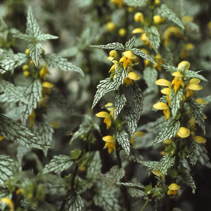 Gele dovenetel (Lamiastrum galeobdolon 'Herman's Pride')