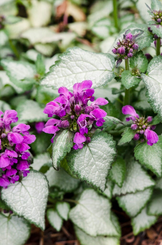 Dovenetel (Lamium maculatum 'Purple Dragon')