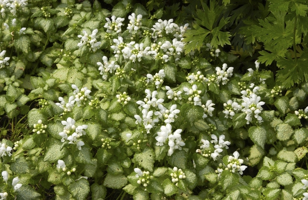 Dovenetel (Lamium maculatum 'White Nancy')