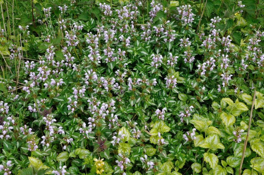 Dovenetel (Lamium maculatum)