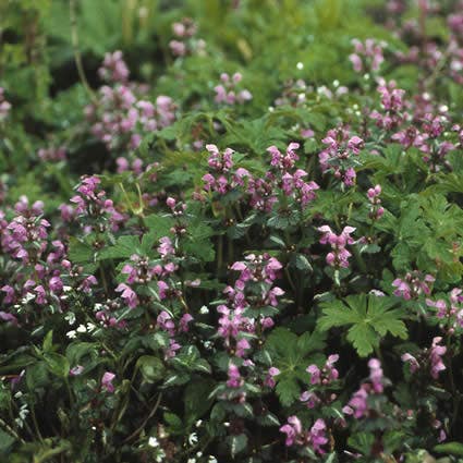 Dovenetel (Lamium maculatum 'Roseum')