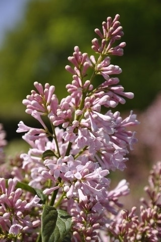 Sering (Syringa Villosae 'lark song')