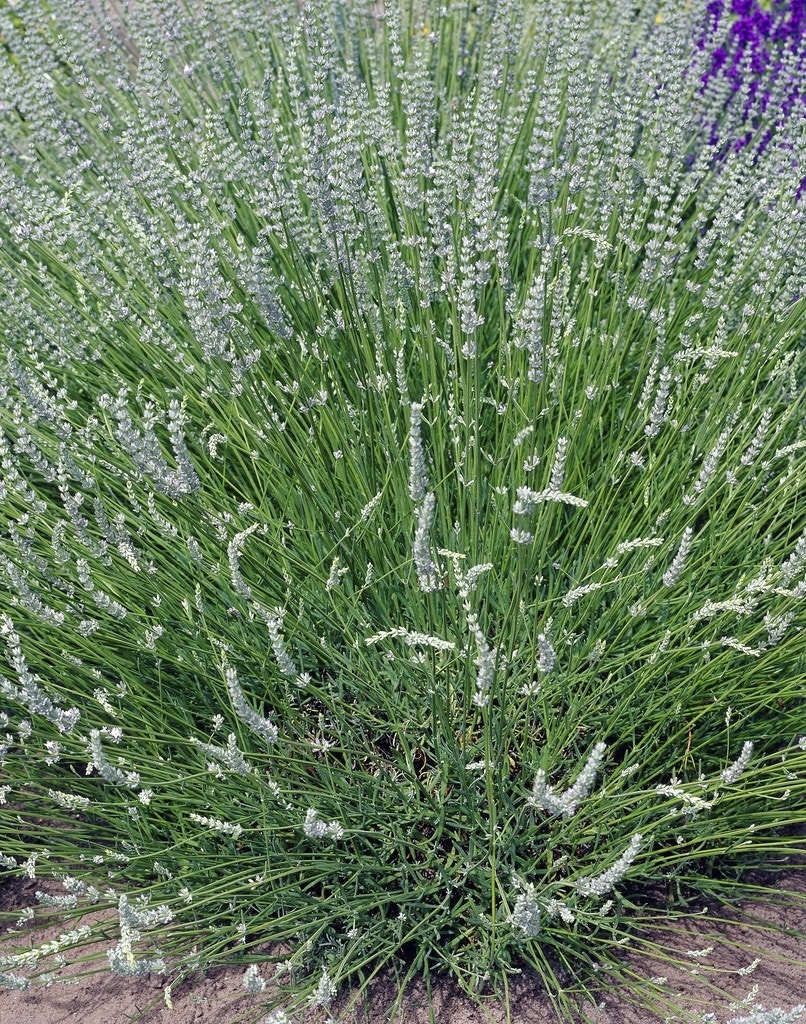 Witte Lavendel (Lavandula angustifolia 'Alba')