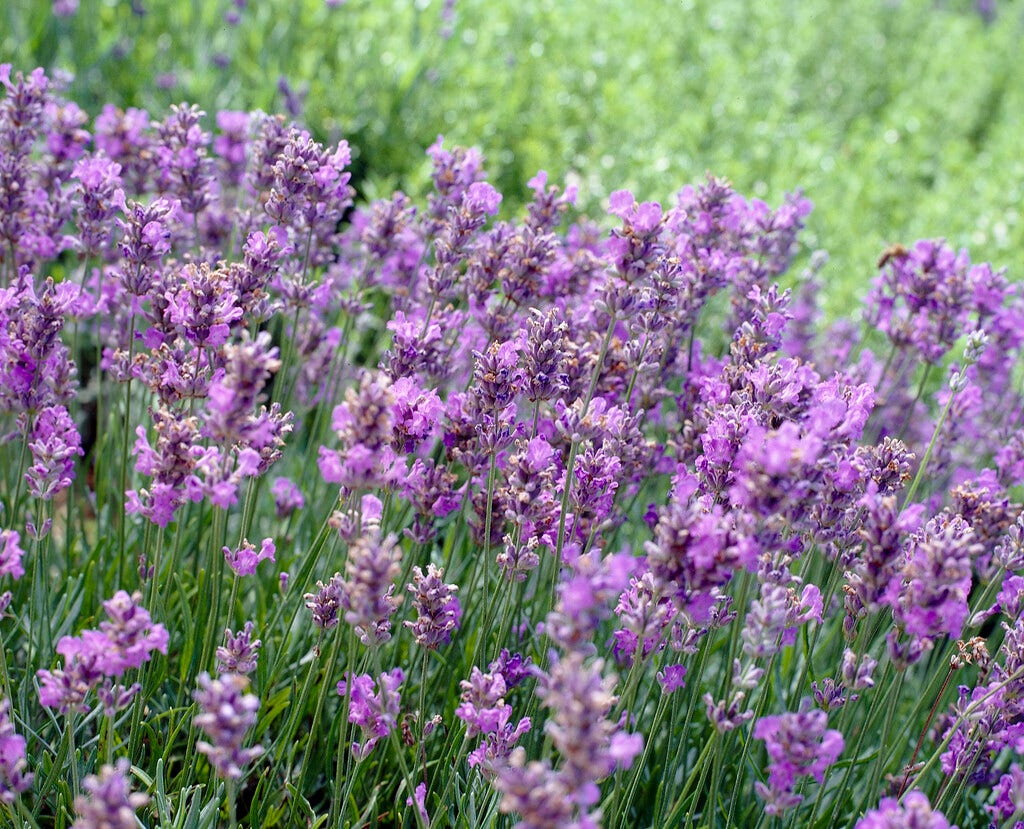 Lavendel (Lavandula angustifolia 'Blue Cushion')