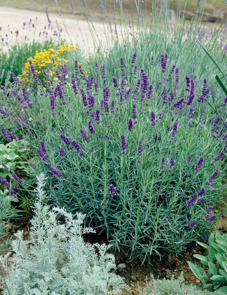 Lavendel (Lavandula angustifolia 'Imperial Gem')