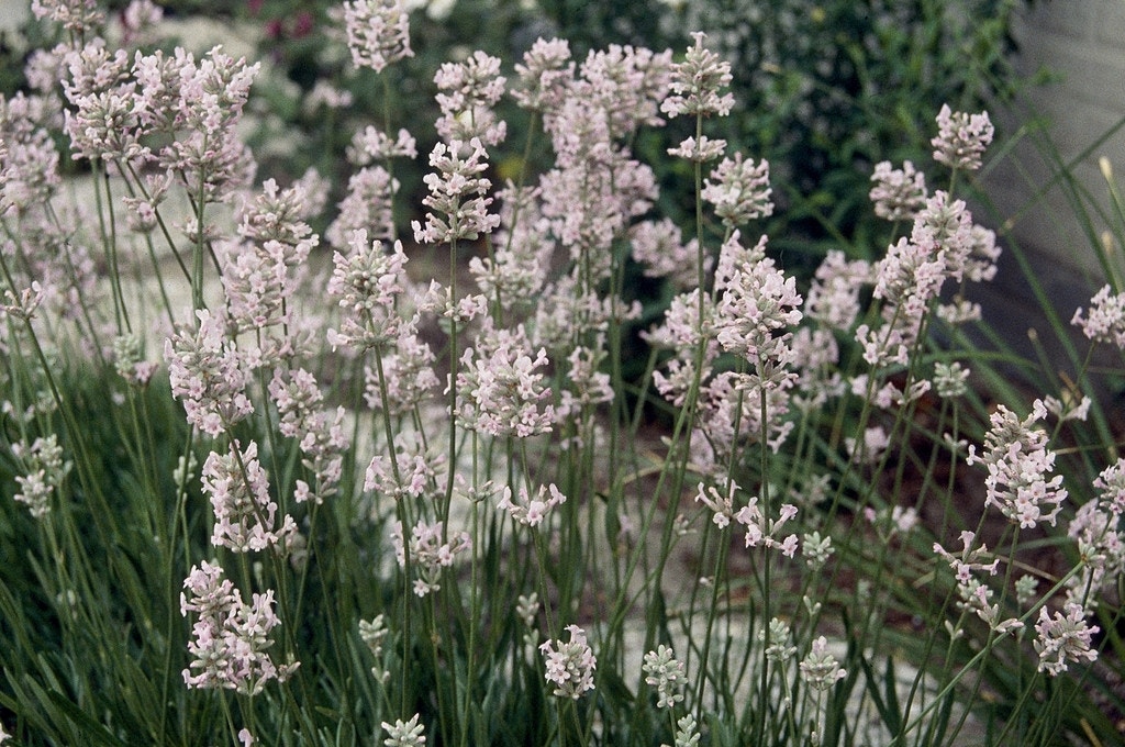 Roze Lavendel (Lavandula angustifolia 'Rosea')