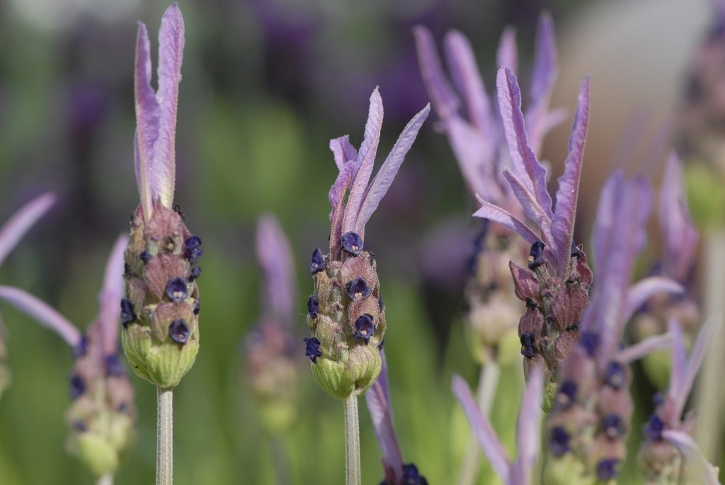 Vlinderlavendel (Lavandula stoechas pedunculata)