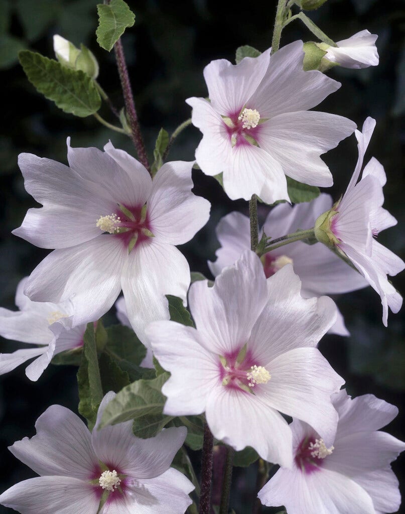 Struikmalva (Lavatera 'Barnsley Baby')