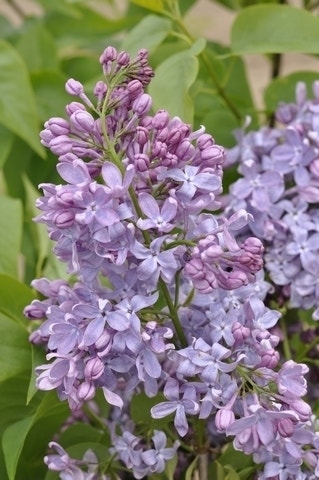 Sering (Syringa vulgaris 'Lavender Lady')