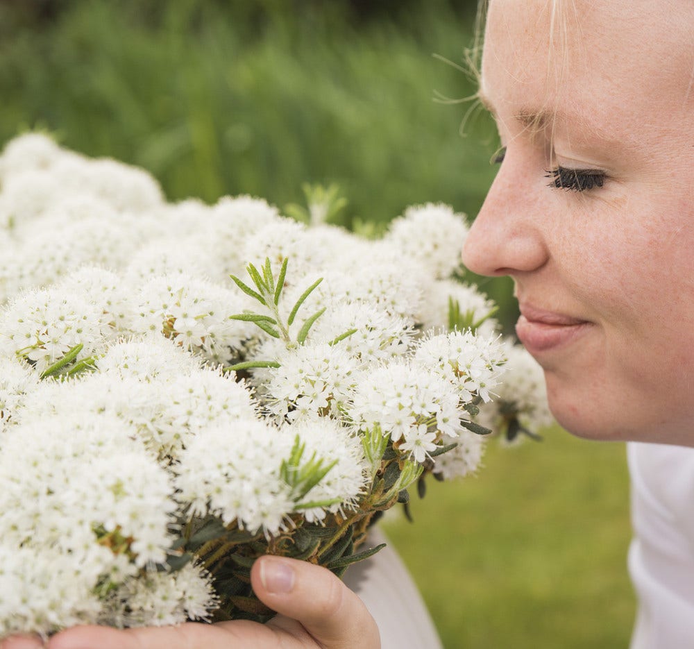 Moeraspalm (Ledum groenlandicum 'Compactum')