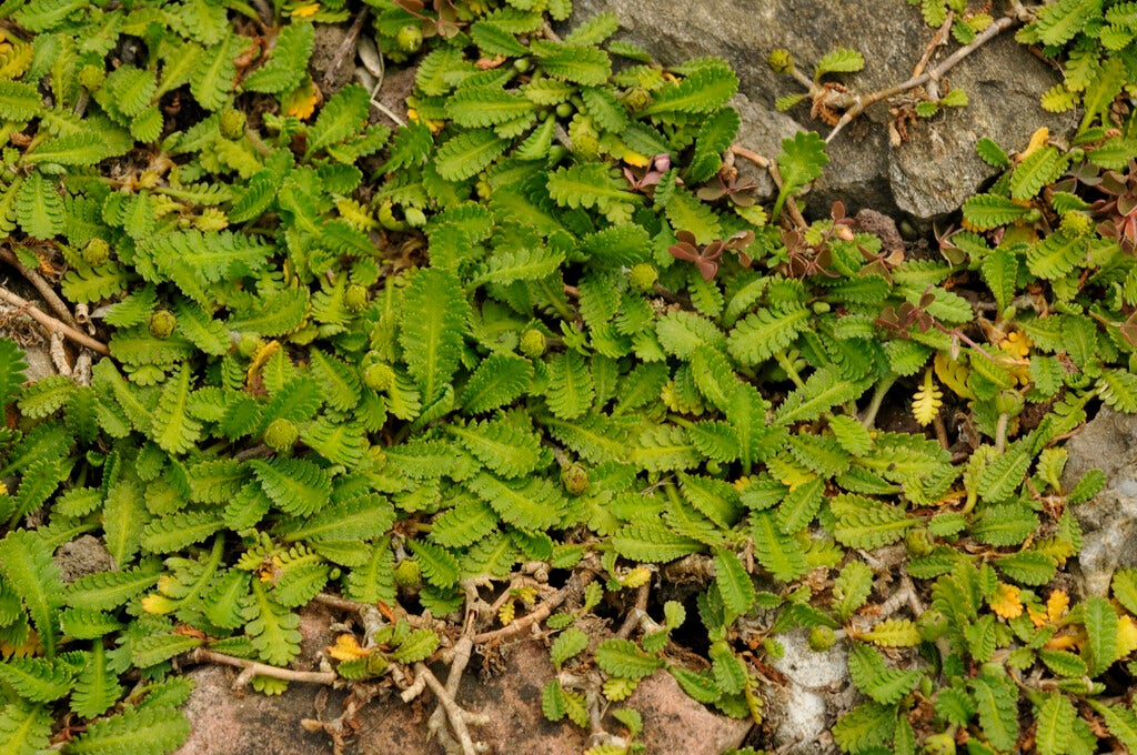 Koperknoopje (Leptinella dioica)