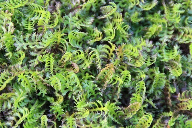 Koperknoopje (Leptinella squalida)