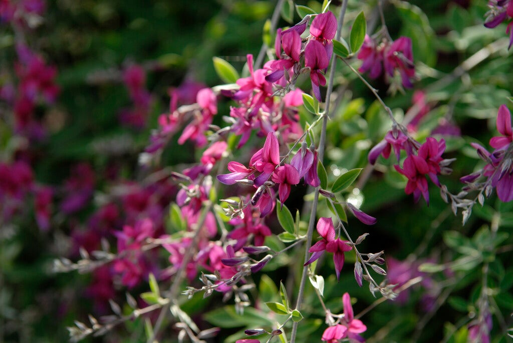 Lespedeza (Lespedeza bicolor)