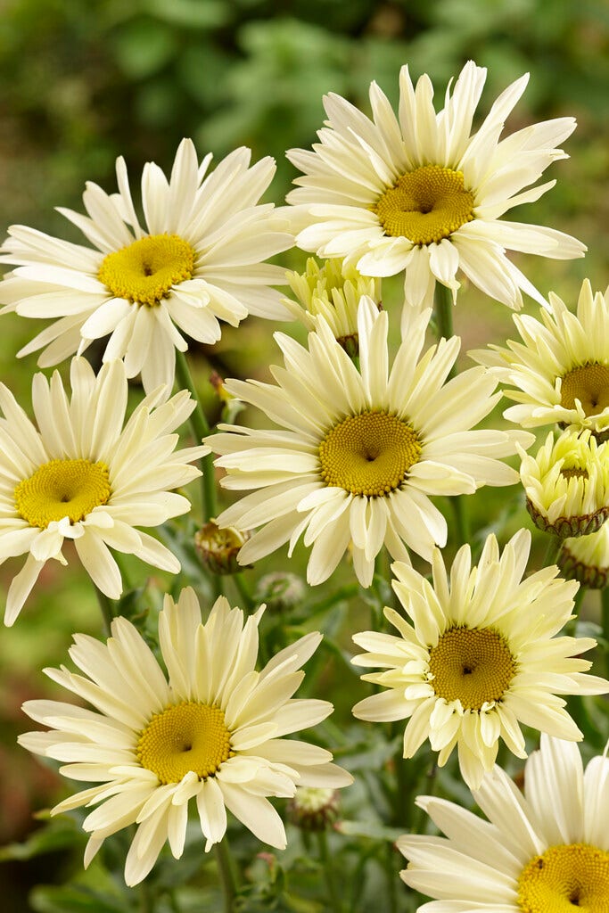 Herfstmagriet (Leucanthemum 'Banana Cream')