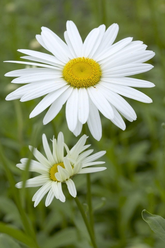 Herfstmagriet (Leucanthemum 'Becky')