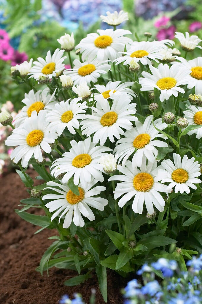 Herfstmargriet (Leucanthemum 'Dwarf Snow Lady')