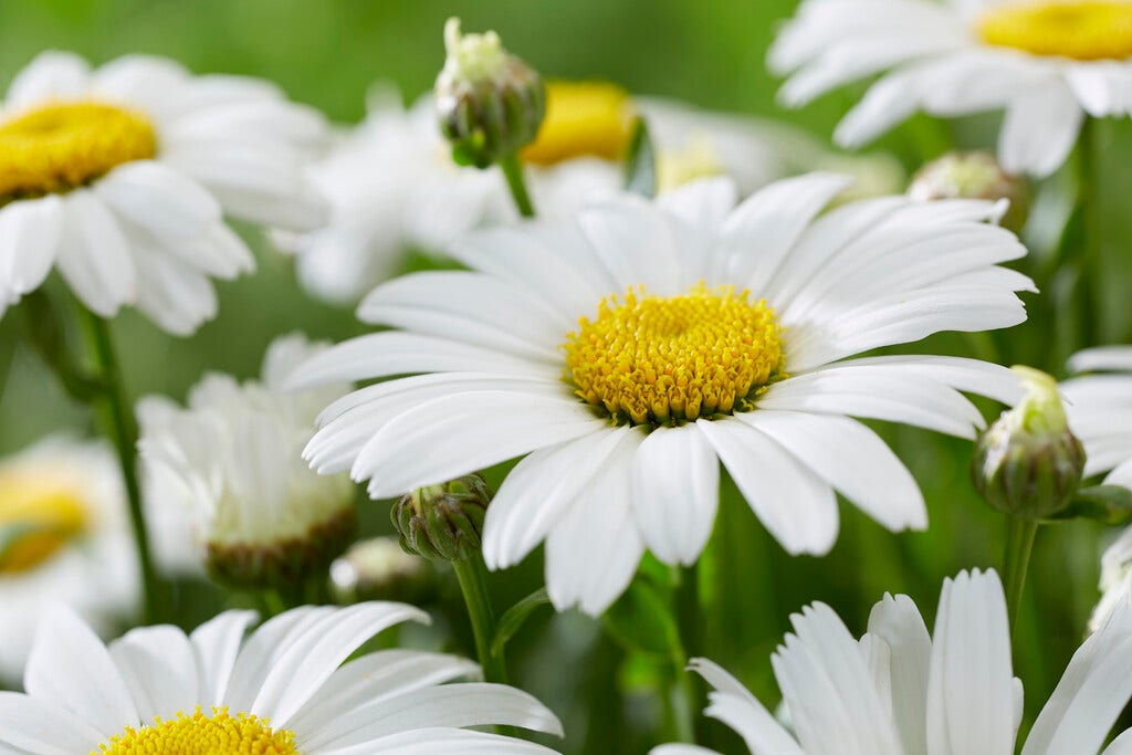 Herfstmargriet (Leucanthemum 'Snow Lady')